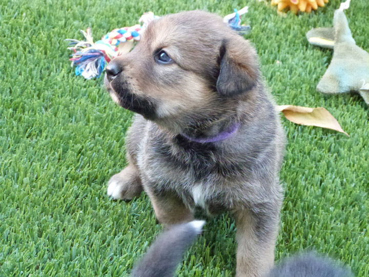 chinook dog